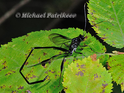 American Pelecinid Wasp (Pelecinus polyturator)